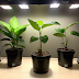 The Benefits of Using Artificial Lights to Grow Your Plants