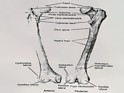 Gambar Definisi Fraktur Femur, Penyebab Dan Mengobati Fraktur Femur