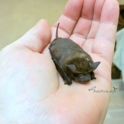 rehab microbat batsrule