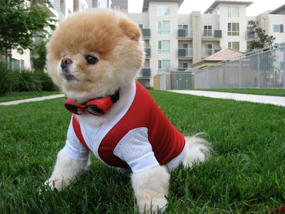 Meet Boo the Cutest Pomeranian Dog Seen On www.coolpicturegallery.us