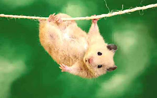 Mouse hanging from rope string.