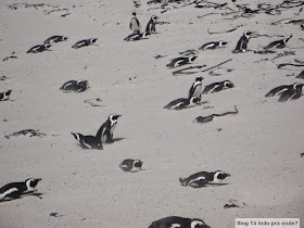 Boulders Beach