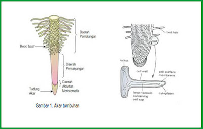 Fungsi Rambut Akar Tumbuhan dalam Proses Penyerapan Air dan Hara Tanah