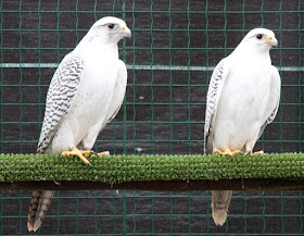 halcones gerifaltes, macho y hembra