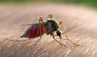 Gejala Malaria Tropika