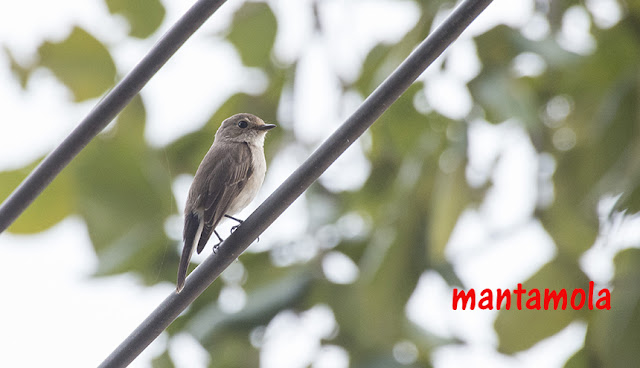 Asian Brown Flycatcher