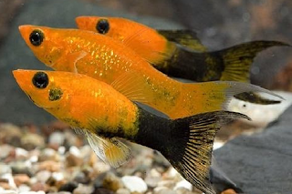 ikan platy