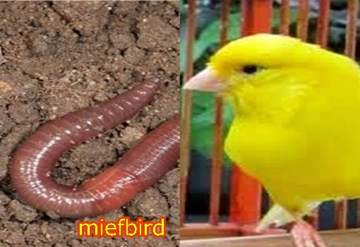 http://miefbird.blogspot.com/2016/07/manfaat-cacing-tanah-untuk-burung.html
