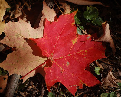 Sugar maple leaf, red and fallen, in a patch of sun
