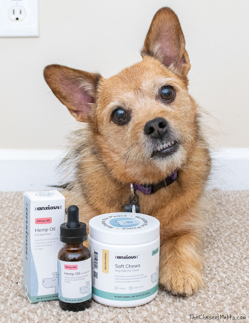 long term anxiety relief for dogs