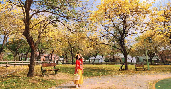 台中大坑廍子公園黃花風鈴木盛開，全家出遊賞花拍美照好去處