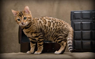 anak Kucing Bengal