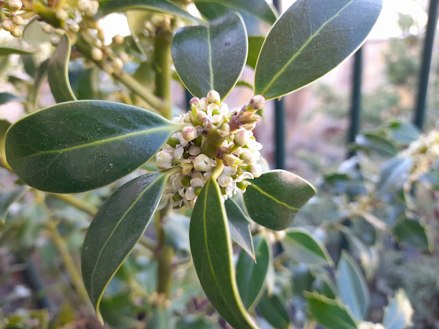 Acebo "Alaska" (Ilex aquifolium "Alaska"). Floración.