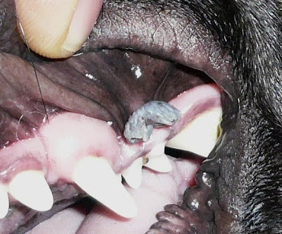 Dog Mouth Warts