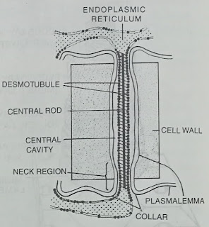 Plasmodesmata-digieduco