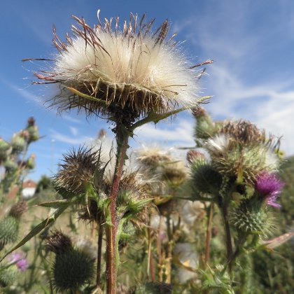 thistle down