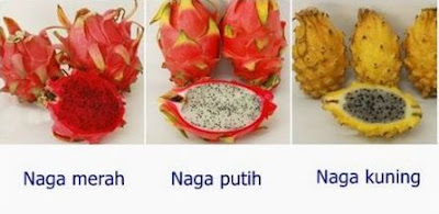 Manfaat Buah Naga