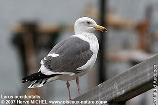 gaviota occidental Larus occidentalis