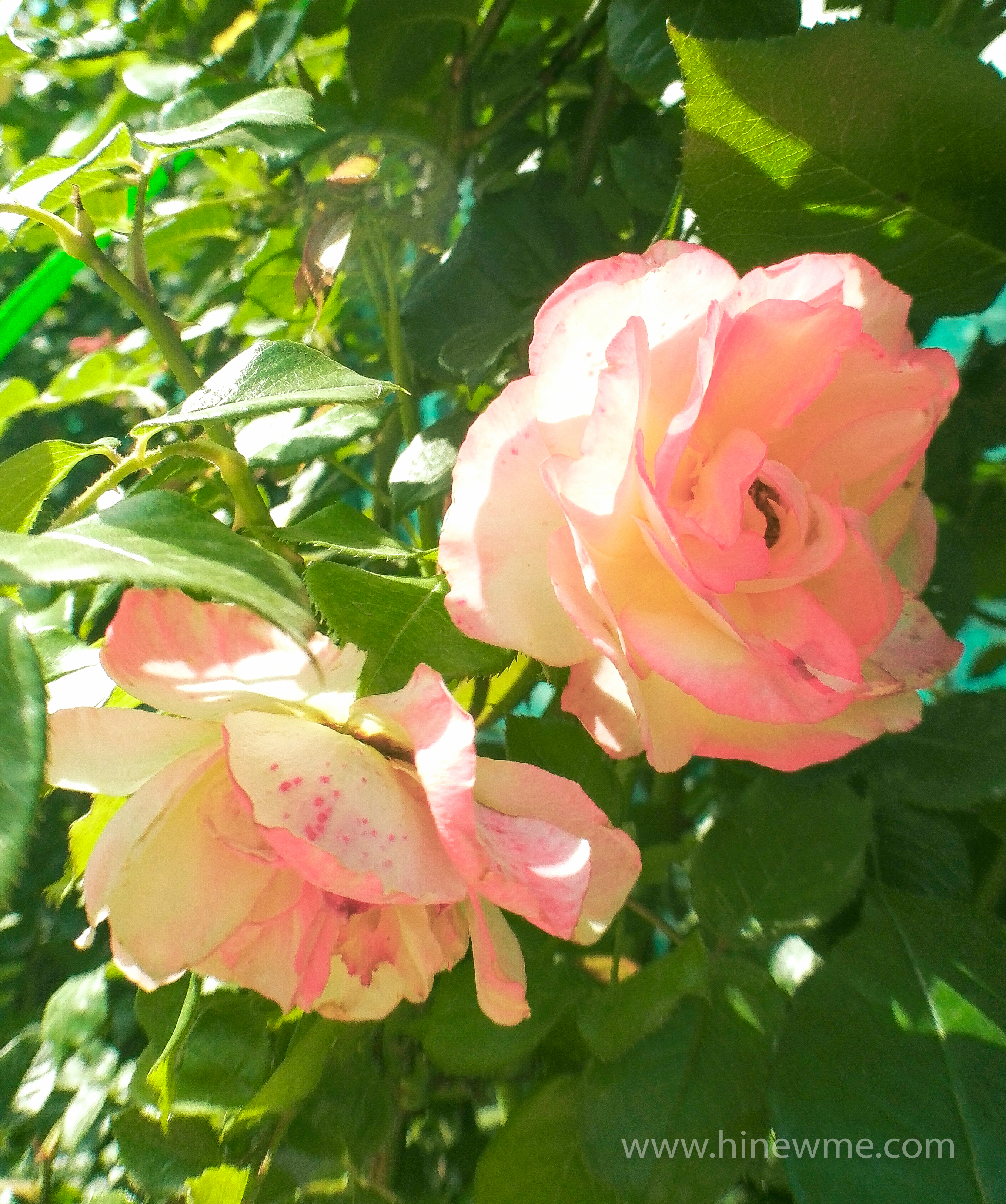 6tips flowers photography skill tips，16 rose flower in the sunshine pictures