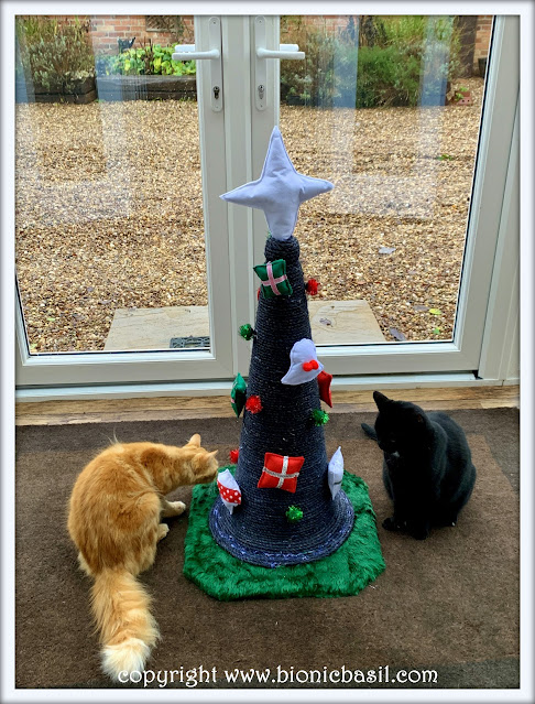 The BBHQ Midweek News Round-Up ©BionicBasil® Parsley and Fudge Fudge Checking out Their Catmas Tree.jpg