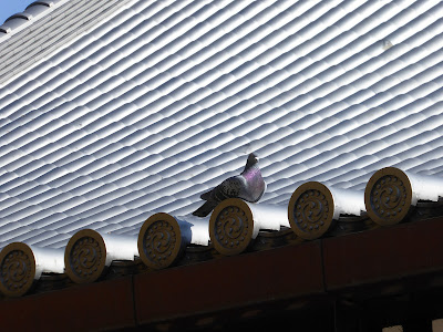 守口市 難宗寺本堂の屋根にとまるハト