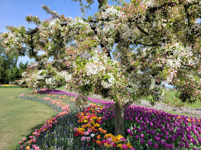 Blooming tree with colorful Tulips in Skagit Valley