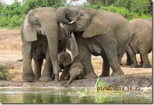 Elephants along Kazinga Channel, Queen elizabeth National Park Elephants along Kazinga Channel, Queen elizabeth National Park