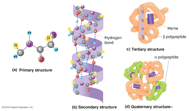 protein structure