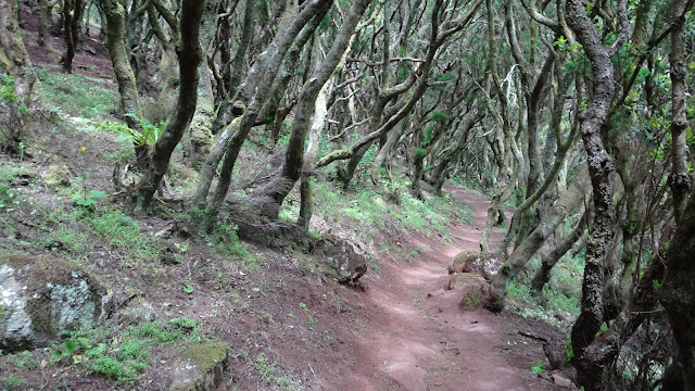 Teno Mountains Tenerife lUrel forest