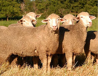 Targhee Sheep Wool Type, Characteristics, Disadvantages, Colors, Price
