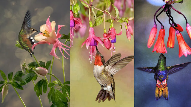 Colorful Hummingbirds sipping flower juice while flying