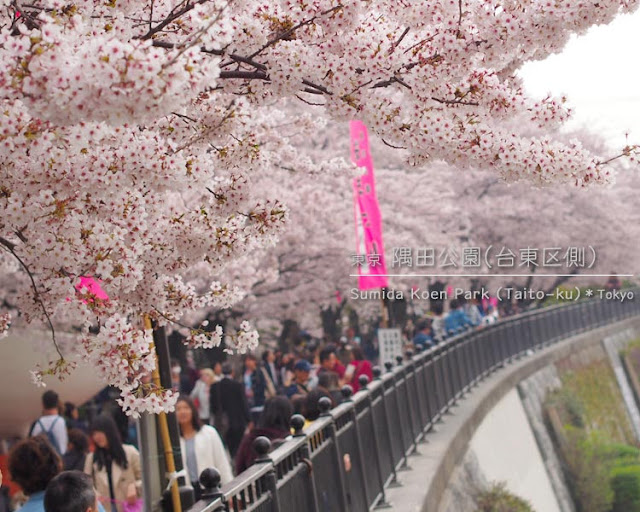 隅田川（台東区側）の桜