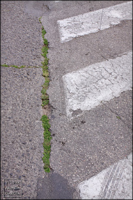 fotografía, naturaleza urbana, Valencia, serie