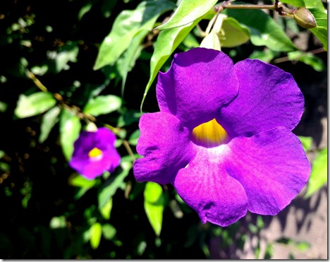 purple Bali flower