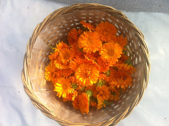 Calendula Herbio