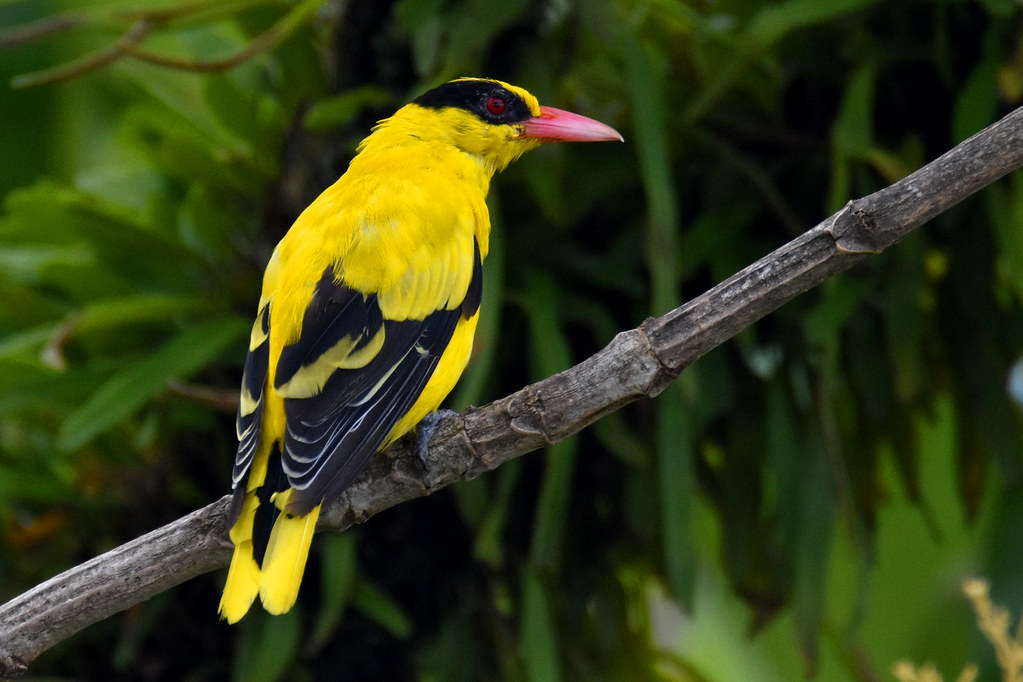 7 Cara Merawat Burung Kepodang  Agar Bisa Gacor Dengan 
