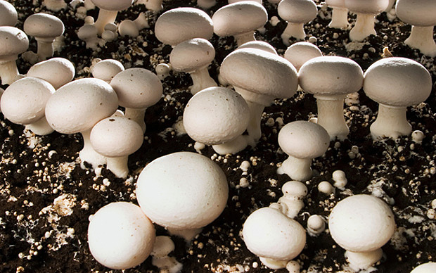 Button Mushroom Cultivation | Button mushroom webinar