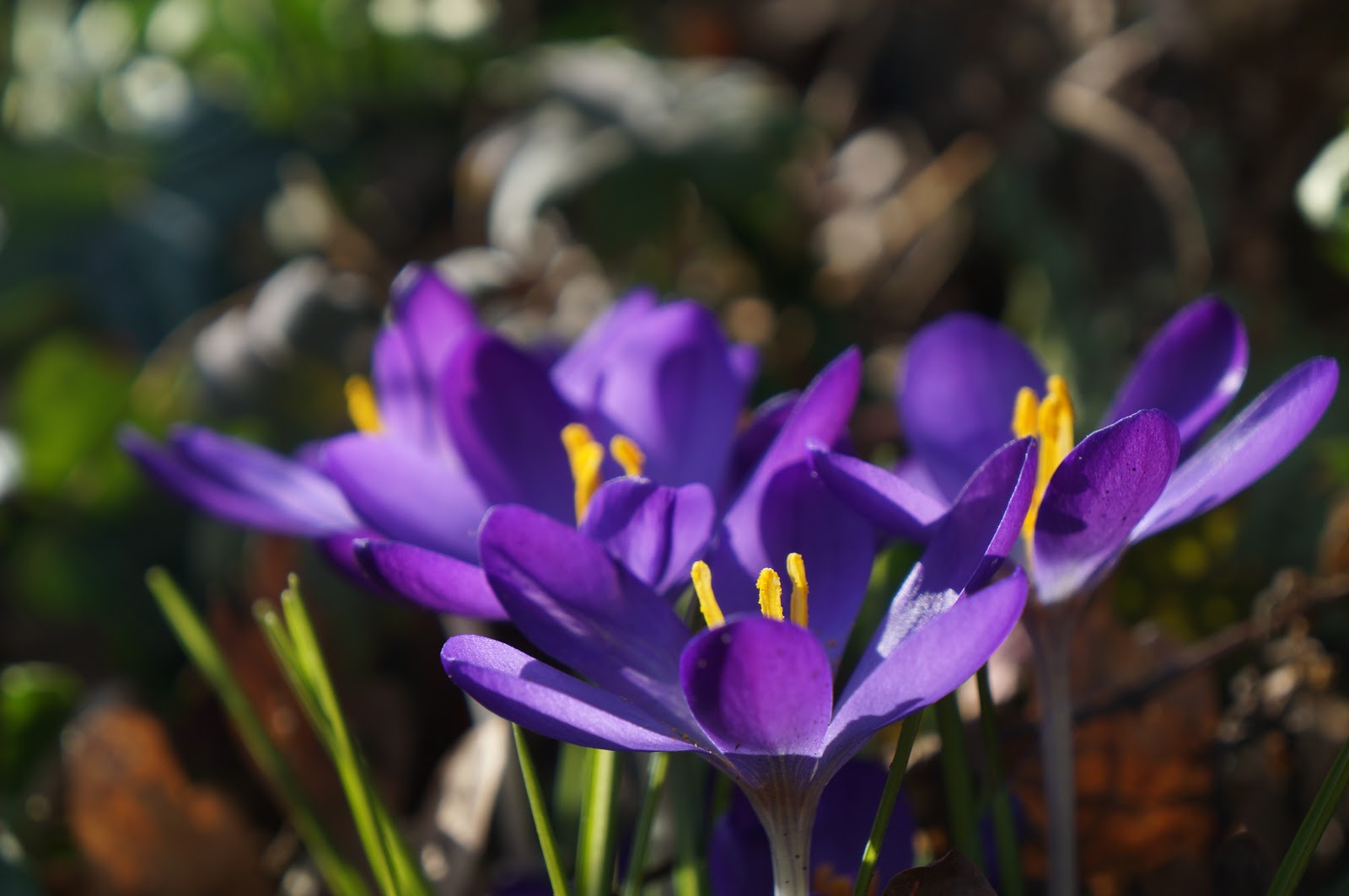 Spring 2018: Purple & Yellow