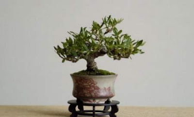 bonsai trees