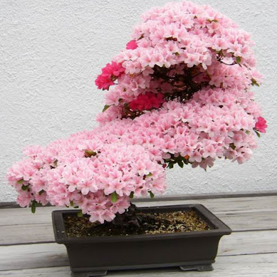 Deretan Pohon Bonsai Jepang yang mengagumkan