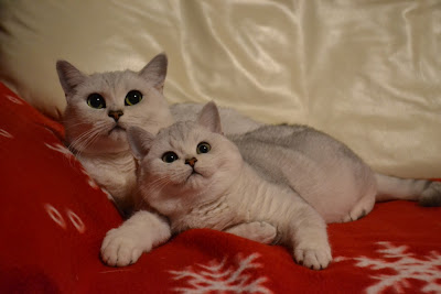 Silver shaded British shorthair cats (BRI ns 11)