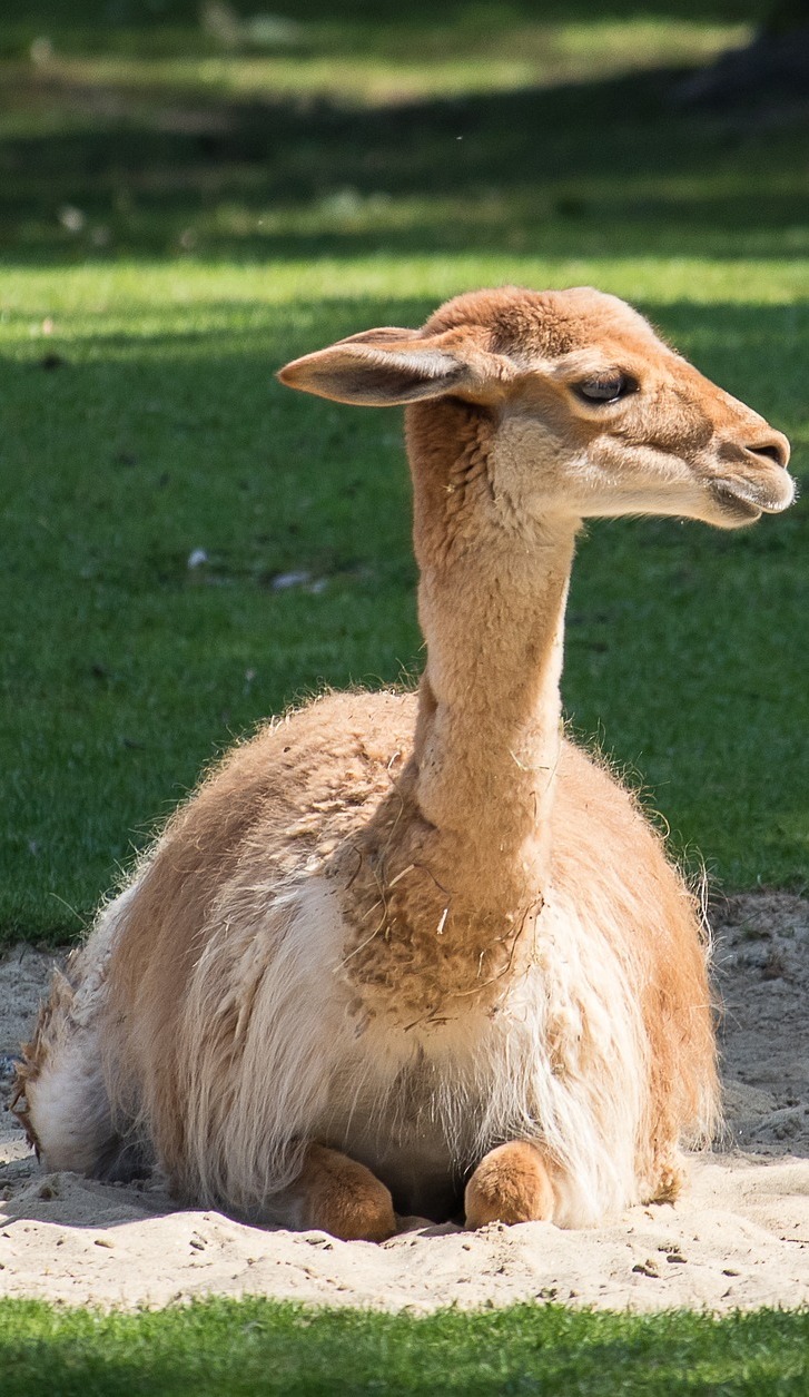 A vicuna sitting on the sand.  