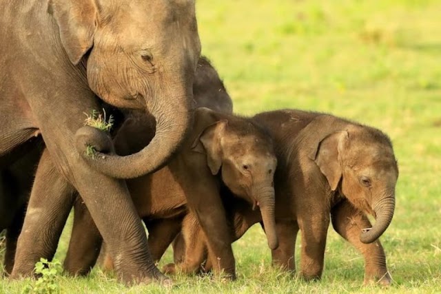 Elephant Transit Home - UDAWALAWA