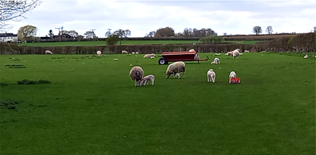 Lambs in the field