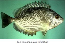 Ikan Laut Konsumsi - Ikan Baronang (Rabbitfish)