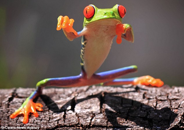 funny animal pictures, animal pictures taken at the right time, red-eyed tree frogs, kung fu frog