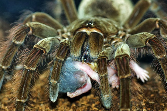 Maior Aranha do Mundo vive no Brasil-  Aranha Golias comedora de pássaros - Img 1