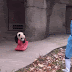 Baby Panda with new rocking horse toy