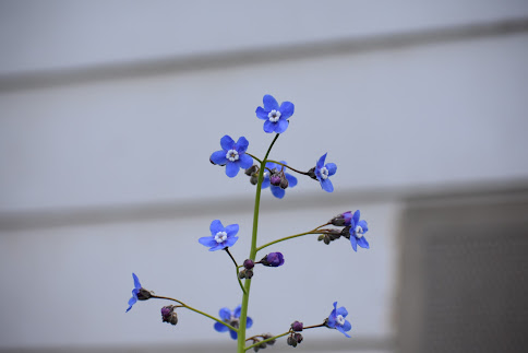 forget-me-not flower