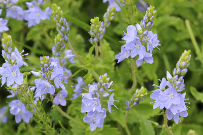 Mannetjesereprijs - Sânblaublomke - Veronica officinalis